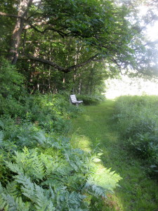 Bench overlooking the north field at edge of the woods