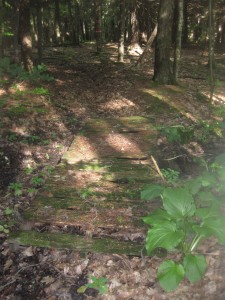 Old bridge in north woods