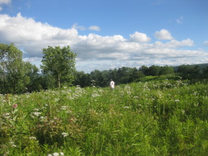 Many wildflowers in bloom in the pond field